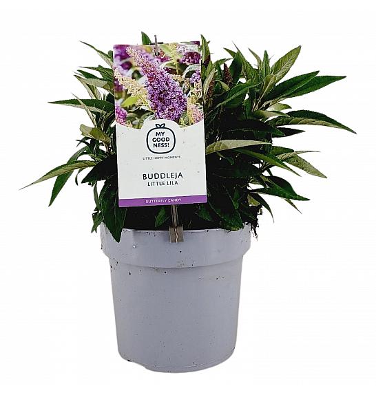Buddleja davidii Butterfly Candy Little Lila ® C3 Lit 25-30 cm