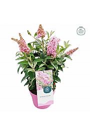 Buddleja davidii Butterfly Candy Little Pink ® C3 Lit 25-30 cm