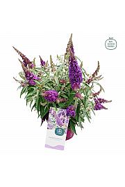 Buddleja davidii Butterfly Candy Little Purple ® C3 Lit 25-30 cm
