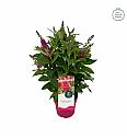 Buddleja davidii Butterfly Candy Little Ruby ® C3 Lit 25-30 cm
