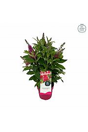 Buddleja davidii Butterfly Candy Little Ruby ® C3 Lit 25-30 cm