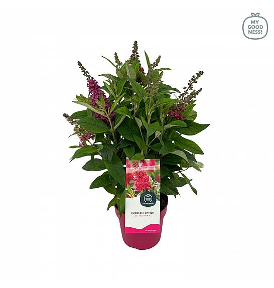Buddleja davidii Butterfly Candy Little Ruby ® C3 Lit 25-30 cm