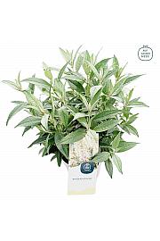 Buddleja davidii Butterfly Candy Little White ® C3 Lit 25-30 cm