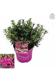 Azalea japonica Starstyle ® Lila C1,5 Lit. 25 cm