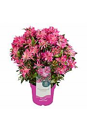 Azalea japonica Starstyle ® Lila C1,5 Lit. 25 cm
