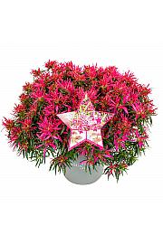 Azalea japonica Starstyle ® Pink C1,5 Lit. 25 cm