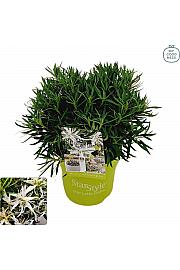 Azalea japonica Starstyle ® White C1,5 Lit. 25 cm