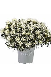 Azalea japonica Starstyle ® White C1,5 Lit. 25 cm