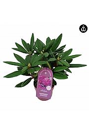 Rhododendron PWR Plant Hercules C2 Lit. 30-35 cm