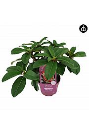 Rhododendron PWR Plant Maximus C2 Lit. 30-35 cm