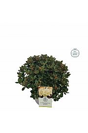 Rhododendron Dora Amateis C4 Lit. 25-35 cm