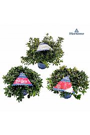 Azalea japonica Evergreen - Hortinno Mix C3 Lit. 30-40 cm