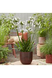 Agapanthus Everpanthus ® Ever Sparkle C2 Lit. 60-70 cm
