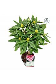 Rhododendron Graziella C3 Lit. Na steblu 30 cm