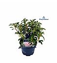 Kalmia latifolia Hortinno Tiddlywinks C3 Lit. 20-30 cm
