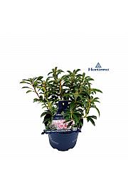 Kalmia latifolia Hortinno Tiddlywinks C3 Lit. 20-30 cm