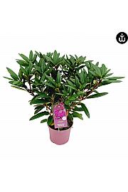 Rhododendron PWR Plant Hercules C5 Lit. 40-50 cm