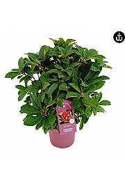 Rhododendron PWR Plant Maximus C5 Lit. 40-50 cm