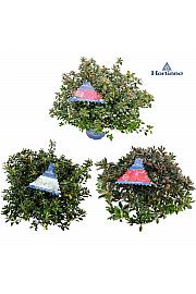 Azalea japonica Evergreen - Hortinno Mix C5 Lit. 50-60 cm