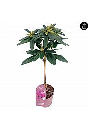 Rhododendron PWR Plant Hercules C3 Lit. Na steblu 30 cm
