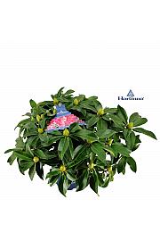 Rhododendron XXL ® C5 Lit. 50-60 cm