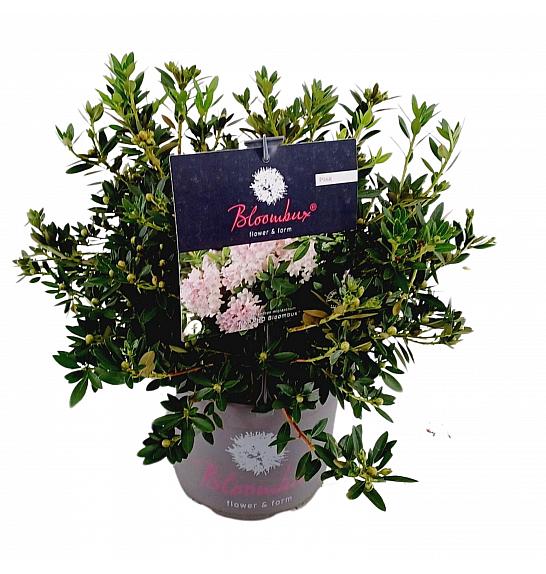 Rhododendron Bloombux ® Light Pink C5 Lit. 30-40 cm