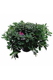 Rhododendron hybrid Eucharitis C45 Lit. 120 cm