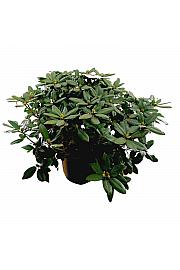 Rhododendron hybrid Germania C45 Lit. 120 cm