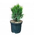 Chamaecyparis lawsoniana Drath Hexe C2,5 Lit. 15-20 cm