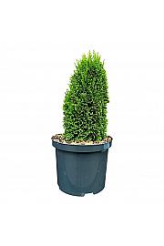 Thuja occidentalis Maks C5 Lit. 25-30 cm