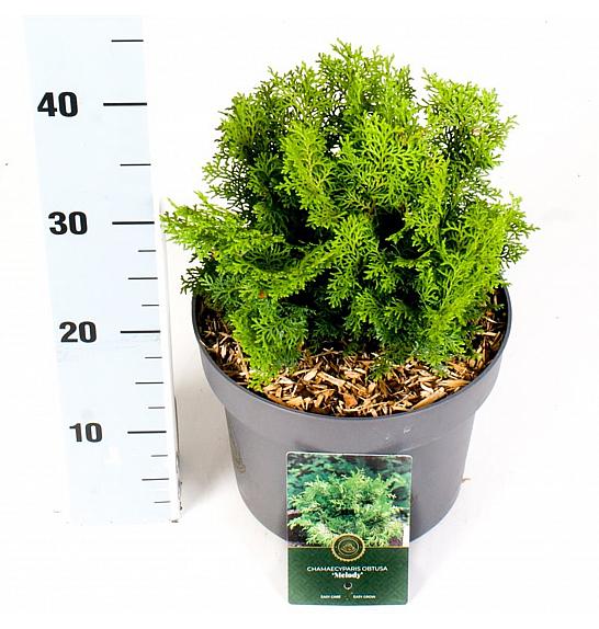 Chamaecyparis obtusa Meroki Twin C5 Lit. 30-40 cm