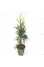 Cryptomeria japonica Kyara Gold ᴾᴮᴿ C5 Lit. 50-60 cm