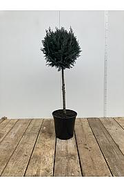 Chamaecyparis lawsoniana Van Pelt Blue C10 Lit. 60-80 cm Na steblu 60 cm