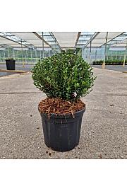 Ilex crenata Glorie Dwarf® C4,5 Lit. 20-25 cm