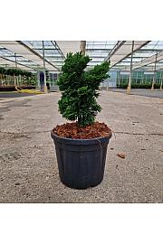 Chamaecyparis obtusa Nana Gracilis C3 Lit. 20-25 cm