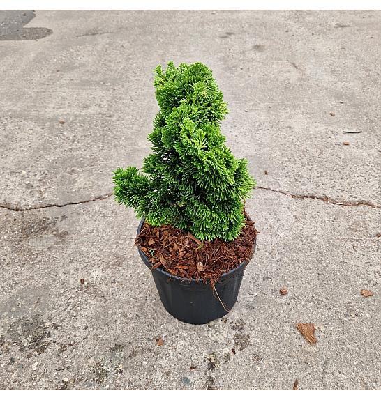 Chamaecyparis obtusa Aurora C3 Lit. 20-25 cm
