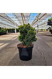 Chamaecyparis obtusa Aurora C3 Lit. 20-25 cm
