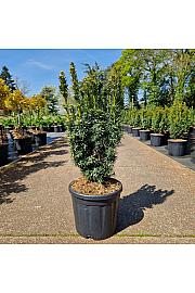 Taxus baccata Fastigiata David C11 Lit. 50/+ cm