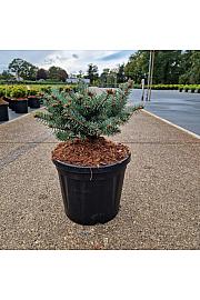 Picea pungens Glauca Globosa C8 Lit. 20-25 cm