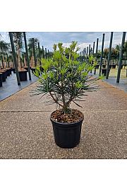 Sciadopitys verticillata C4,5 Lit. 20-30 cm