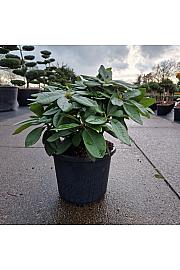 Rhododendron (T) Black Widow C12 Lit. 40-50 cm