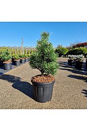 Pinus mugo Gnom C6 Lit. 30-35 cm
