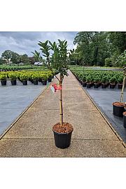 Azalea (KH) Homebush C15 Lit. Na steblu 60 cm