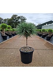Pinus nigra Blue Pearl® C8 Lit. Na steblu 20 cm