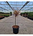 Larix kaempferi Diana C15 Lit. Na steblu 40 cm