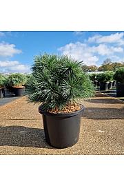 Pinus strobus Rheinhaus C12 Lit. 35-40 cm
