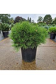Pinus densiﬂora Low Glow C12 Lit. 35-40 cm