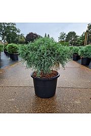 Pinus strobus Green Twist C12 Lit. 34-40 cm