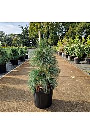 Pinus schwerinii Wiethorst C11 Lit. 40-50 cm
