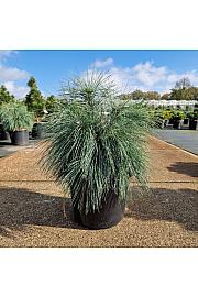 Pinus schwerinii Wiethorst C12 Lit. 35-40 cm